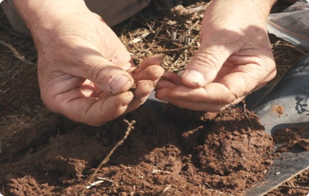 Luke _ Alex Wood_Intercrop trial paddock day of planting Canola_April 2021 1