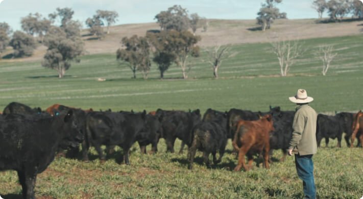 Luke-and-cattle_carbon-caling 1