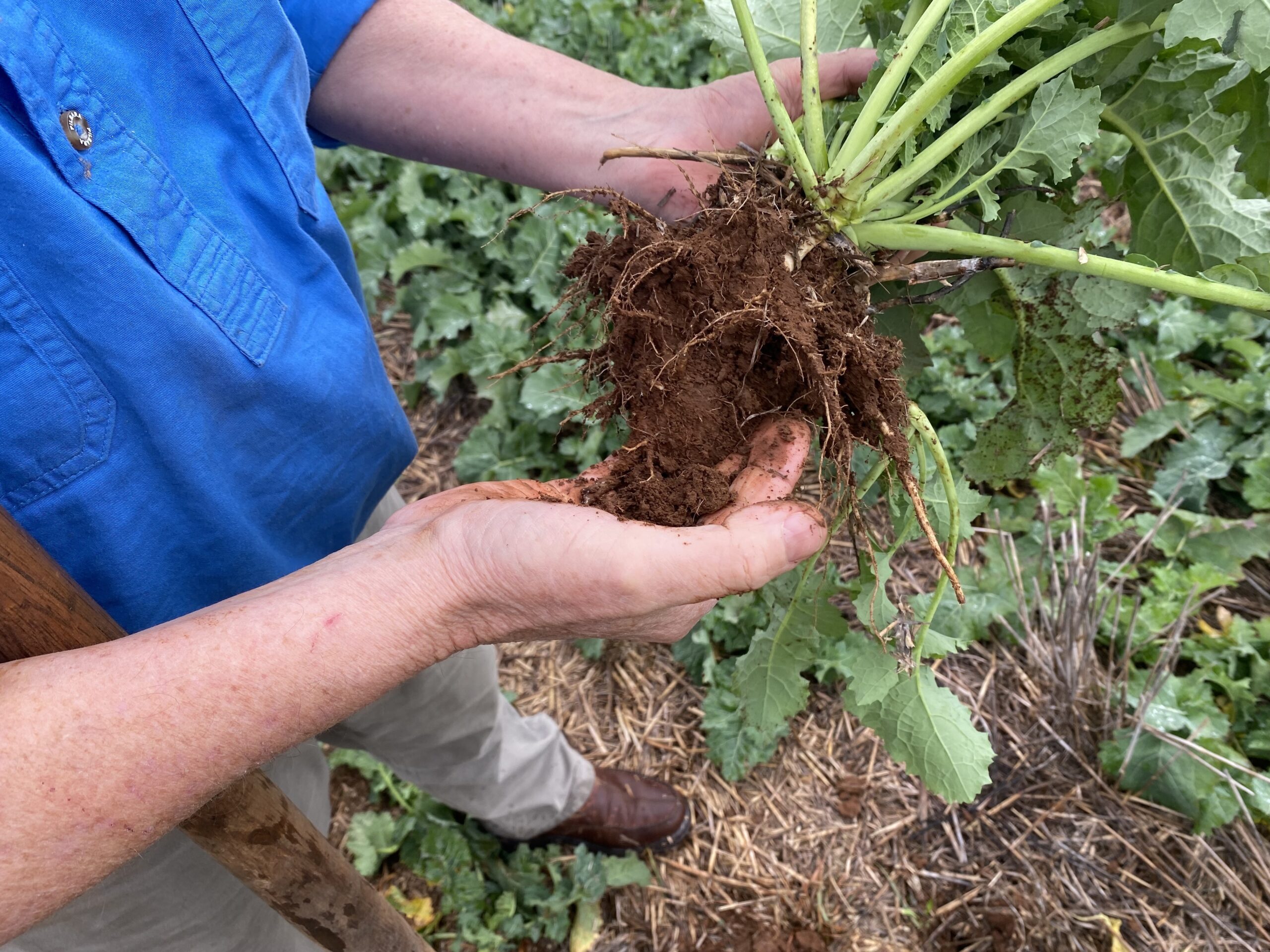 Canola Root DSE treated Luke Woods Manildra block trial